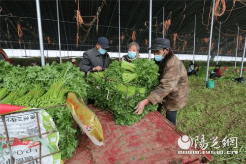 為民解難題 空港新城打通農(nóng)產(chǎn)品銷路，助力農(nóng)業(yè)種植新發(fā)展