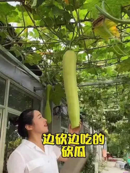 您吃過(guò)這種砍著吃的蔬菜嗎？