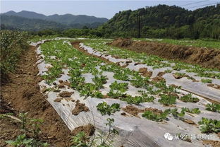 萬畝農田種養及加工產業基地落戶呂田鎮，推動優質農產品直通餐桌