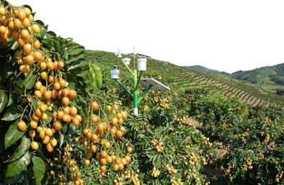 農(nóng)產(chǎn)品不愁銷(xiāo)，訂單農(nóng)業(yè)來(lái)支招