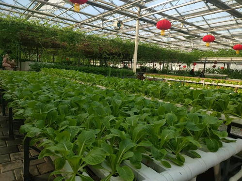 冰雪映綠意，冬藏春耕新篇章——第十二屆吉林長(zhǎng)春冬季農(nóng)博會(huì)盛大開(kāi)幕