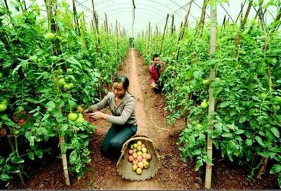 創(chuàng)意農(nóng)業(yè)丨農(nóng)產(chǎn)品銷(xiāo)售為何難？市場(chǎng)三大變革下的突圍之道