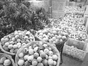 生態(tài)種養(yǎng)并舉，平武農(nóng)產(chǎn)品走俏市場