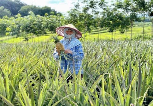 瓊中黎母山 熱帶特色農(nóng)業(yè)結(jié)碩果 名優(yōu)品牌多點(diǎn)開花促振興