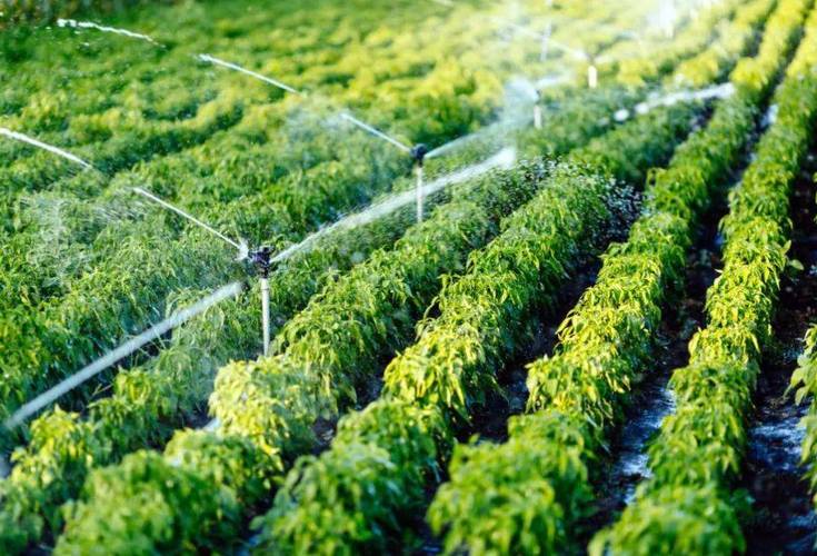 歸農(nóng)商城 以庭院經(jīng)濟(jì)為橋，連接家庭與市場的綠色田園