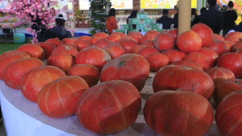 豐收節慶展新篇 樂都特色農產品閃耀河湟展交會