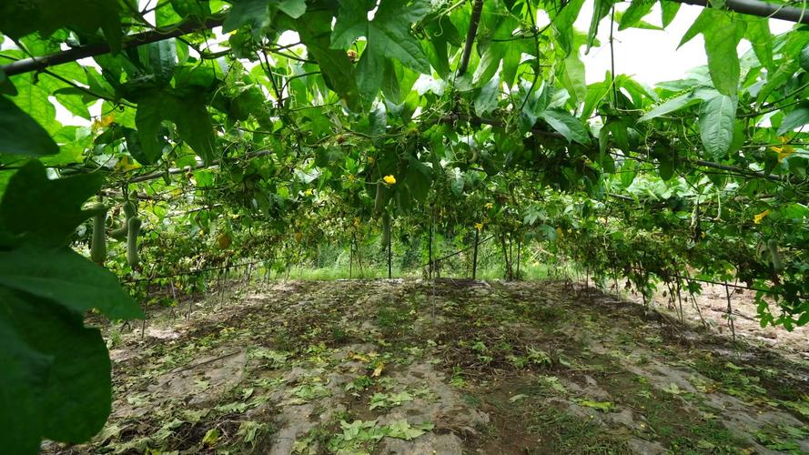 從蔬菜大棚到水產養殖 構筑健康食材的現代農業產業鏈